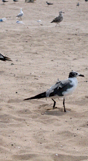 full of fried sugar bread