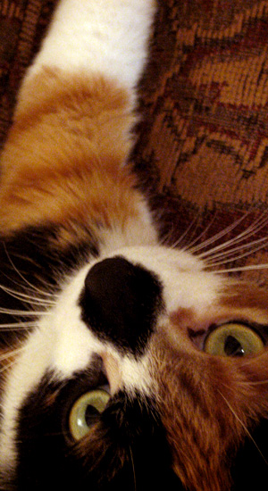 i could make a lot of excuses for posting a picture of my cat, but the best on is: isn't this the cutest fuzzy face you've ever seen?