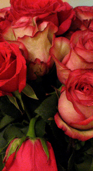 roses on the down slope