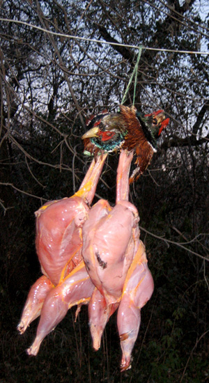 how birds are consumed