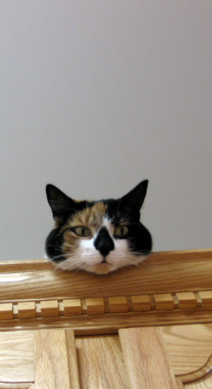 this is a cat picture to get me over the no-picture-taking hump.